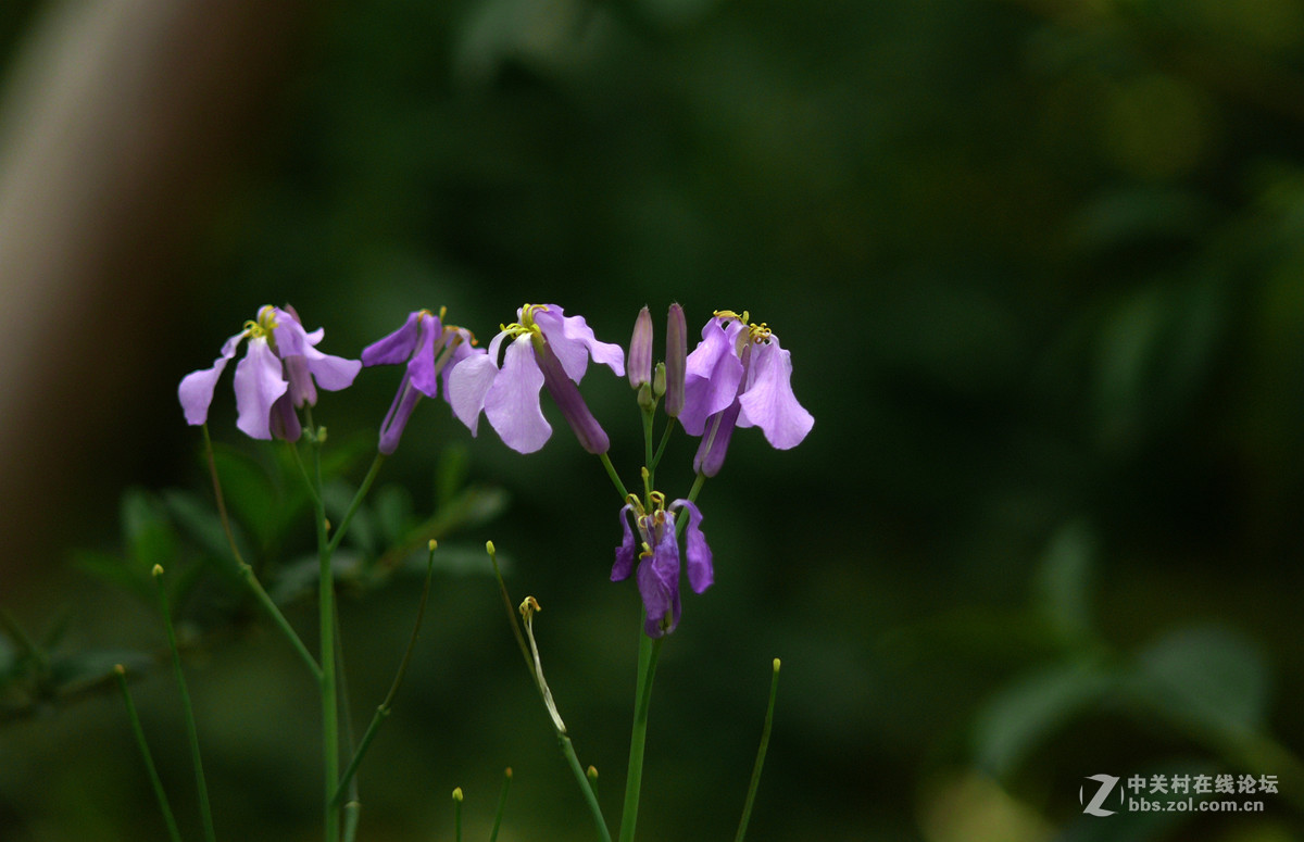 二月兰     1
