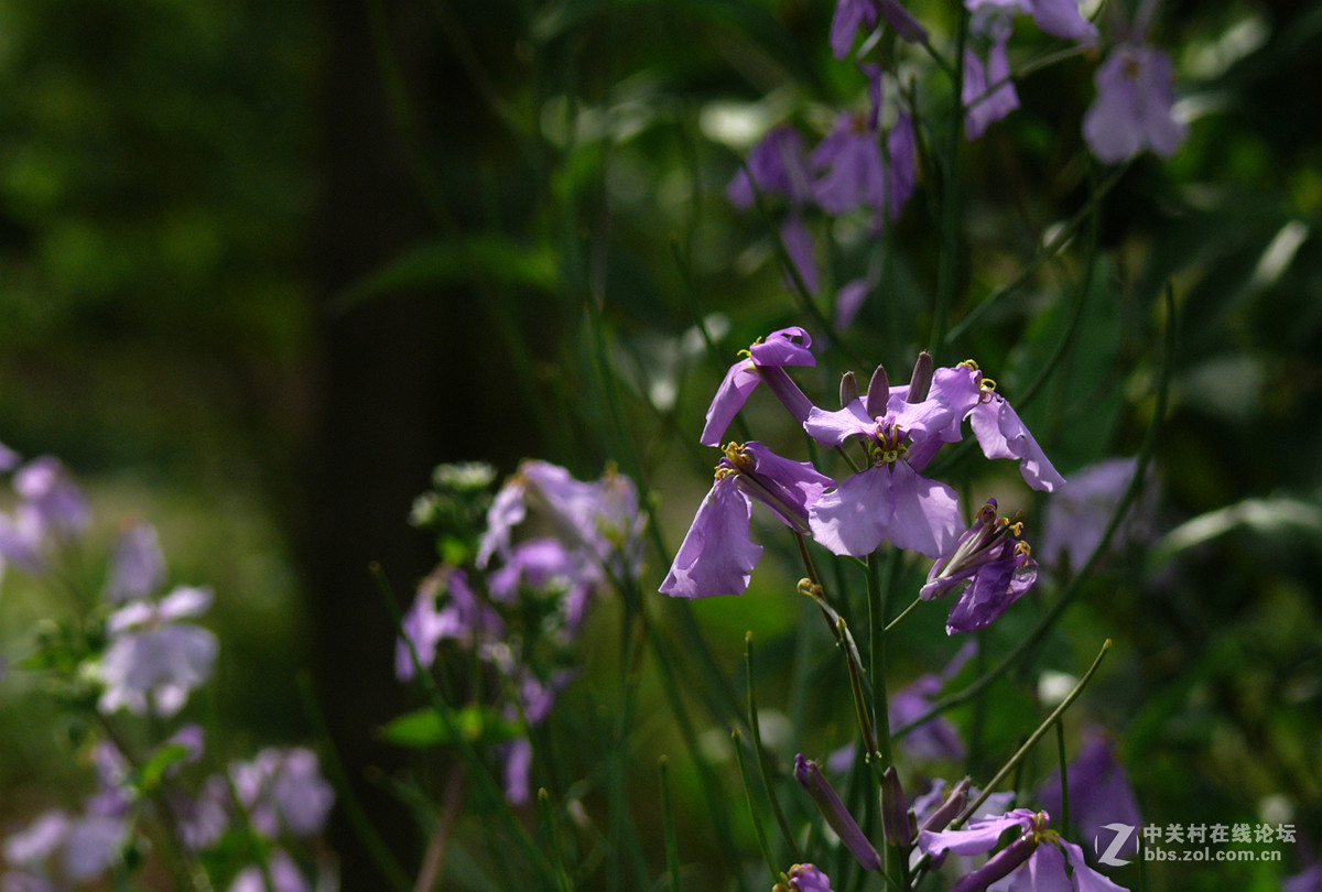 二月兰     1