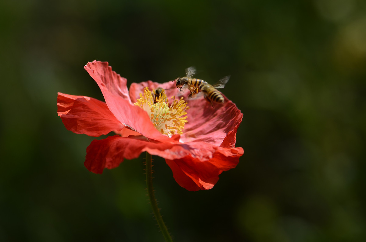 祝贺帖《迟到的祝贺》