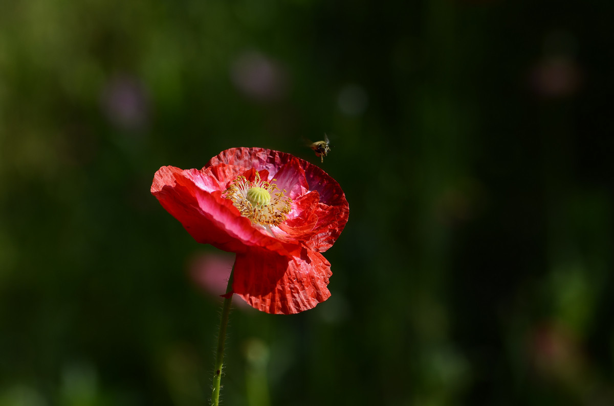 祝贺帖《迟到的祝贺》