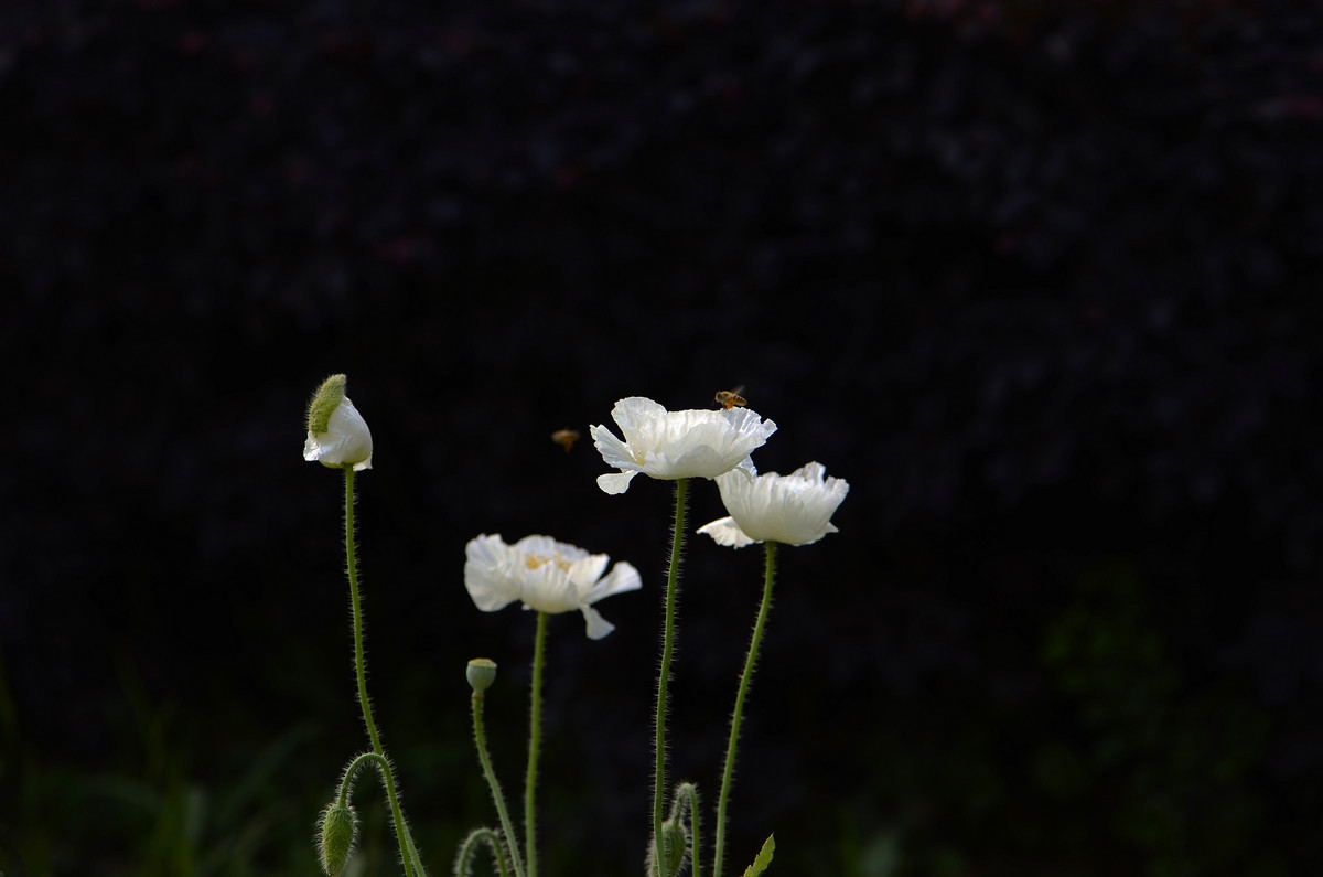 祝贺帖《迟到的祝贺》