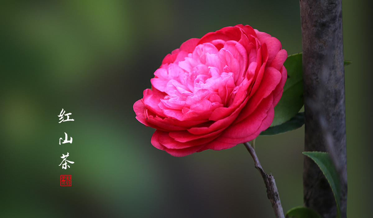 红山花