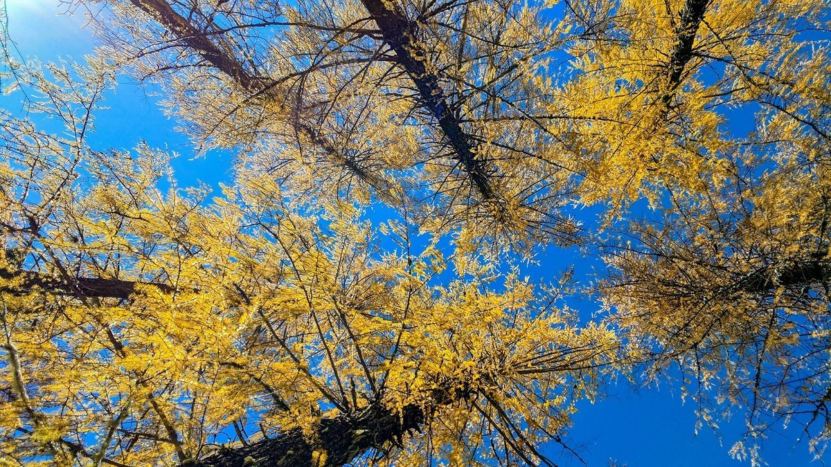 手机拍了秋景几片