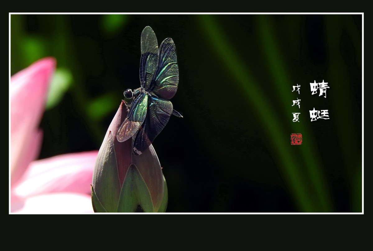 荷塘里的小精灵蓝黑色翅膀的蜻蜓