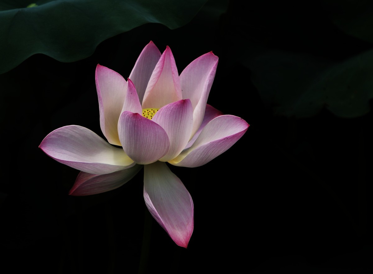 荷花3