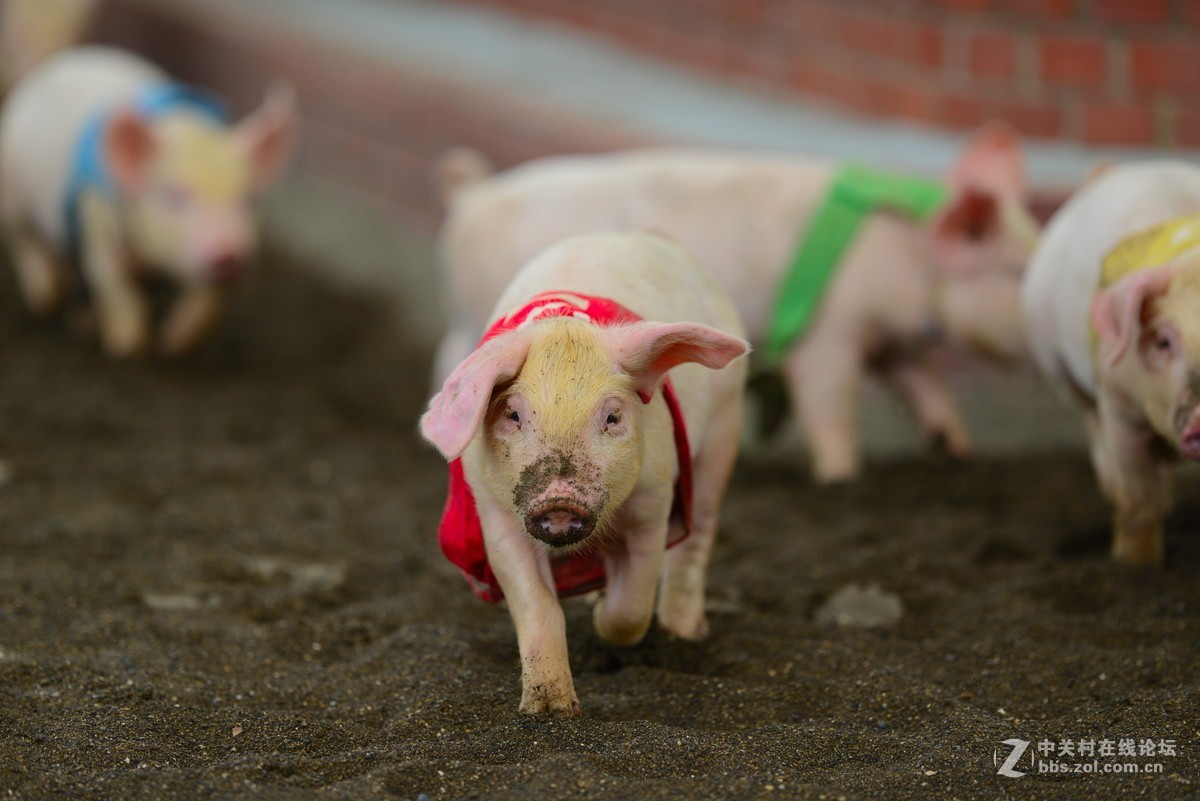 尼康微距小合辑