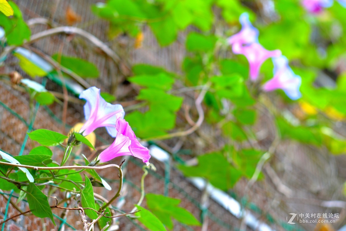 尼康微距小合辑