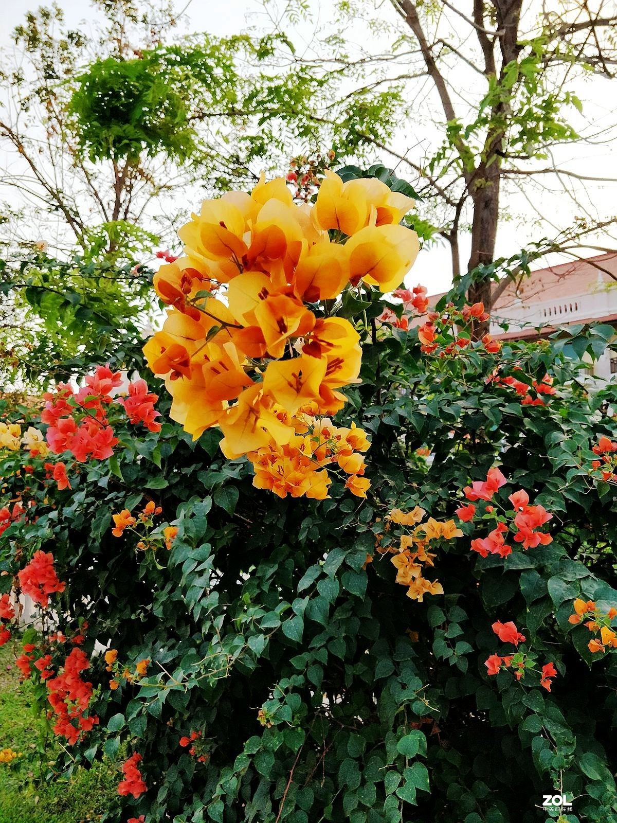 手机：柬普寨游拍（六）