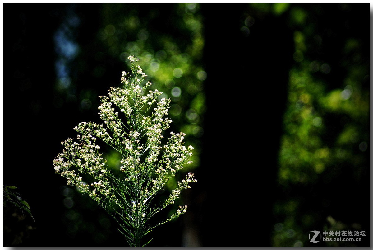 秋日【野草三幅竹影四张】