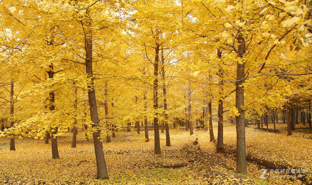 刚入的佳能EF 24-70mm f/2.8L II USM镜头