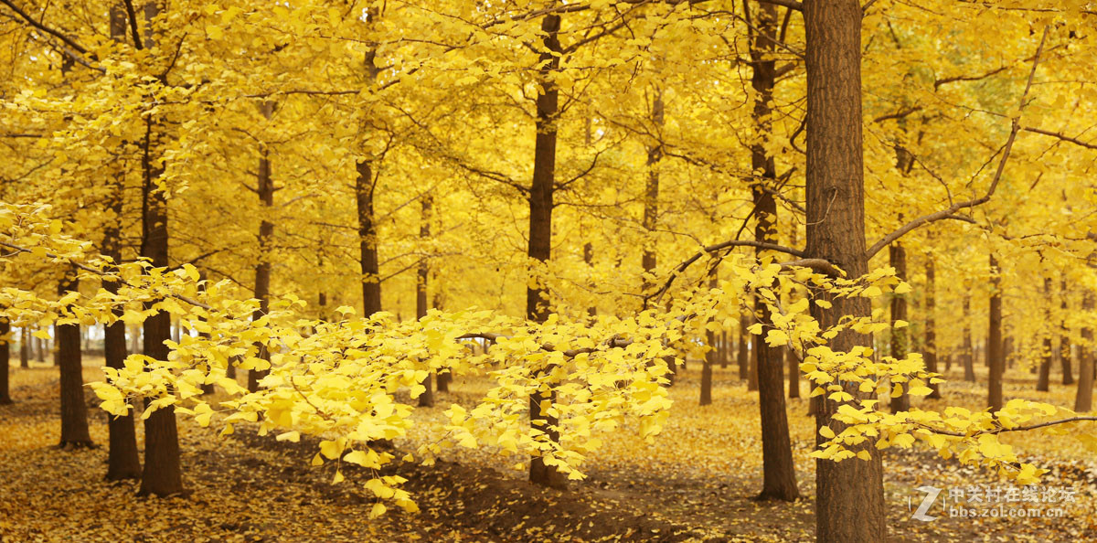 刚入的佳能EF 24-70mm f/2.8L II USM镜头