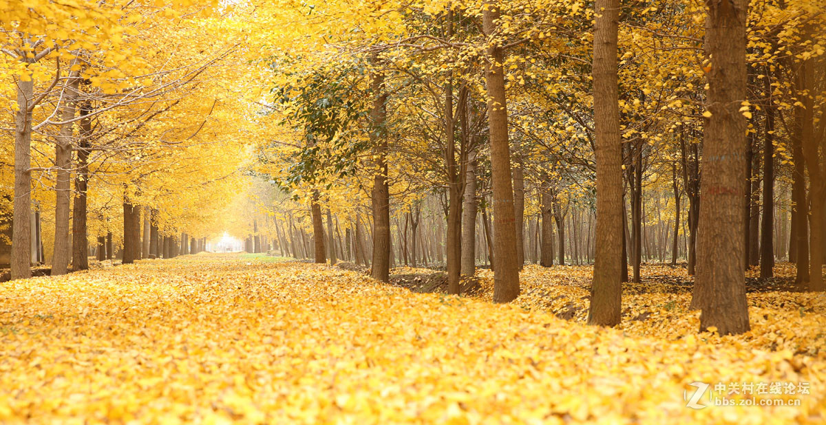 刚入的佳能EF 24-70mm f/2.8L II USM镜头