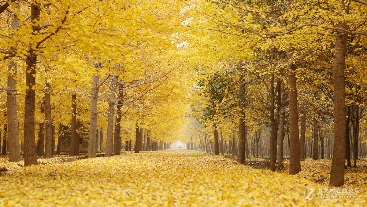 刚入的佳能EF 24-70mm f/2.8L II USM镜头