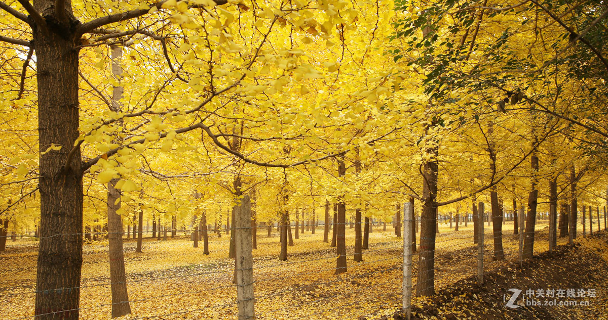 刚入的佳能EF 24-70mm f/2.8L II USM镜头