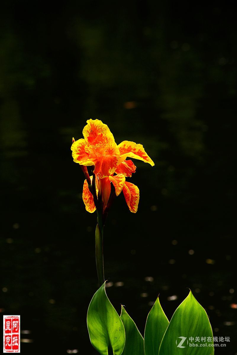 花卉[十二]美人蕉