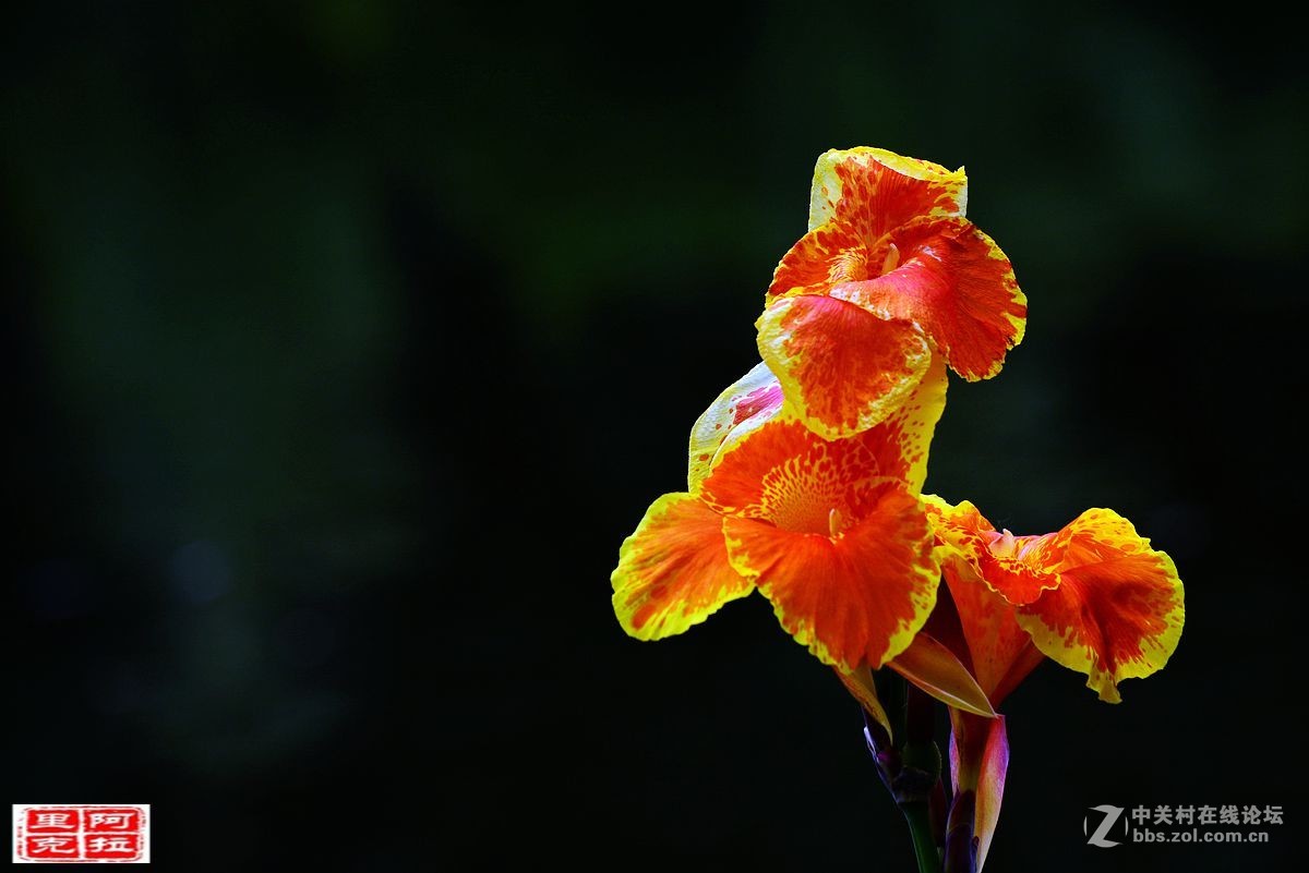 花卉[十二]美人蕉