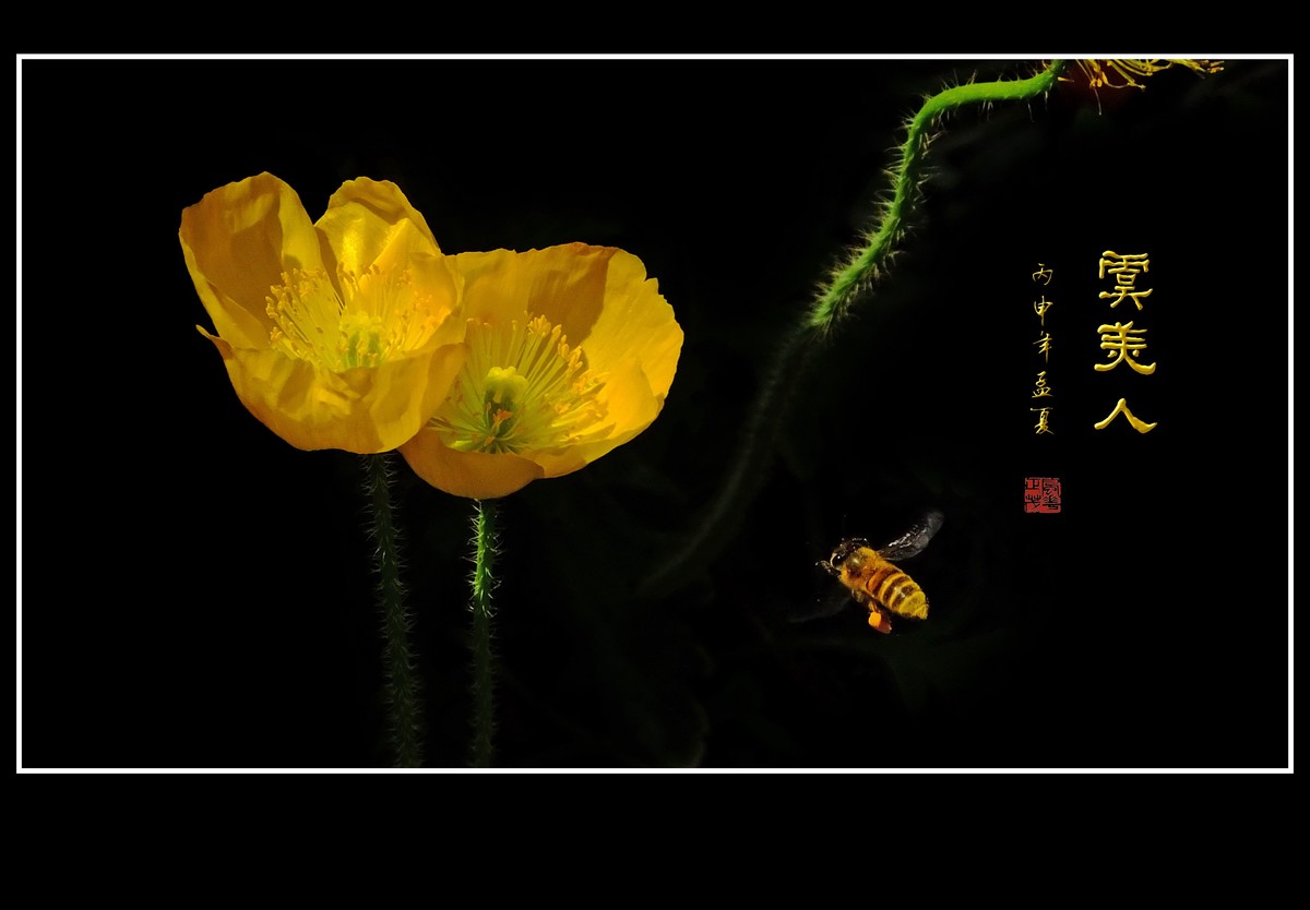 婀娜娇媚的虞美人