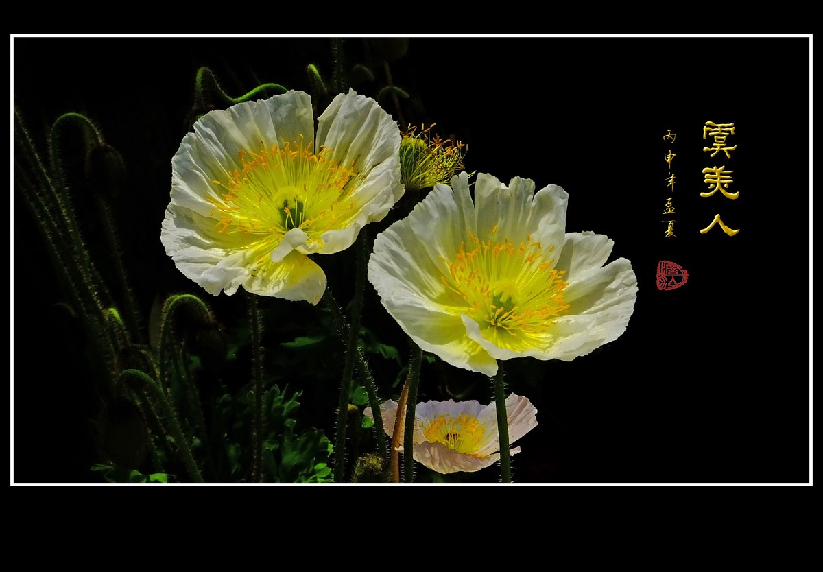 婀娜娇媚的虞美人