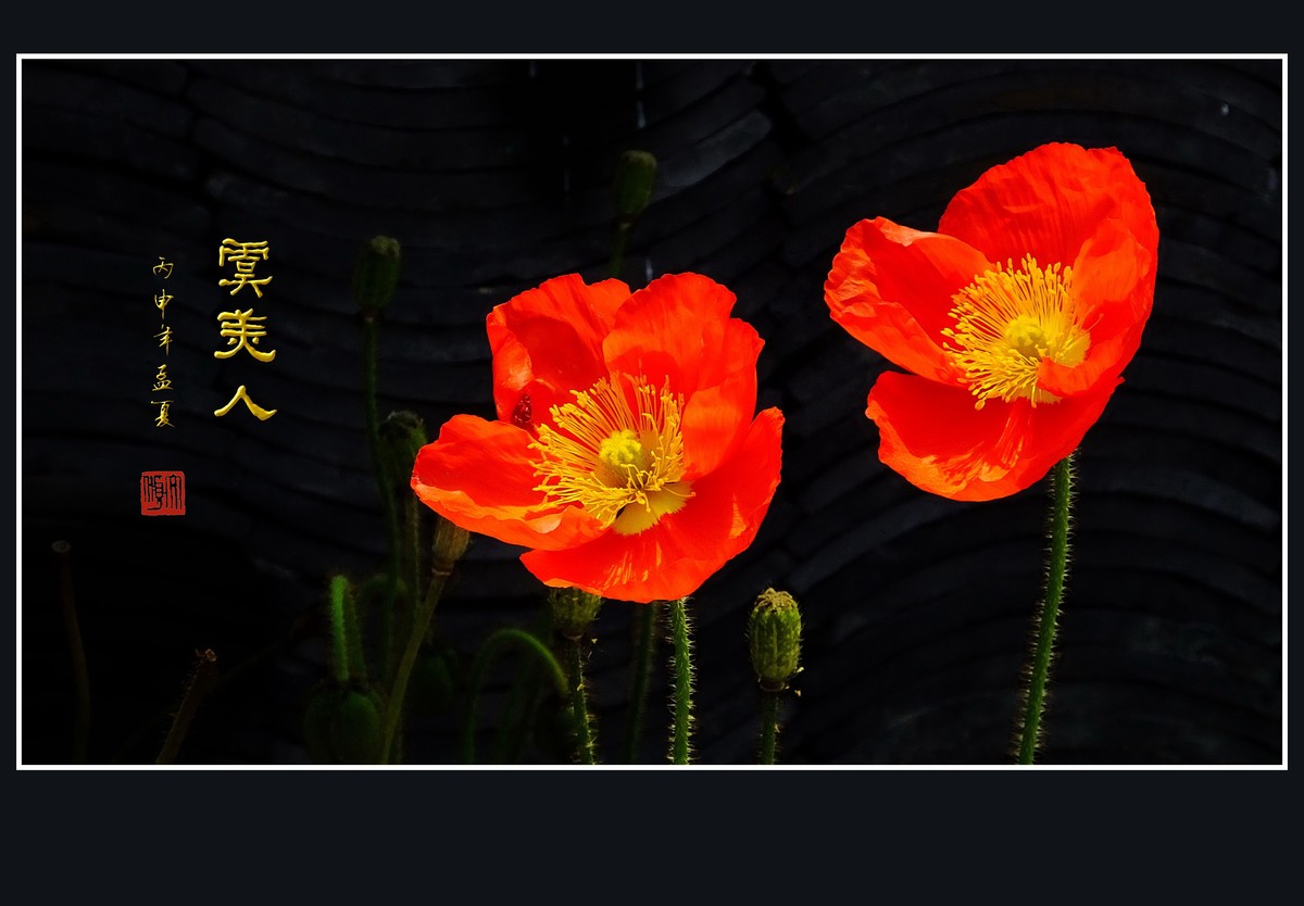 婀娜娇媚的虞美人