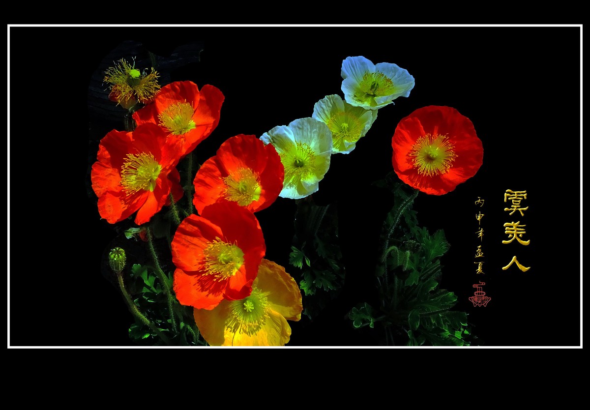 婀娜娇媚的虞美人