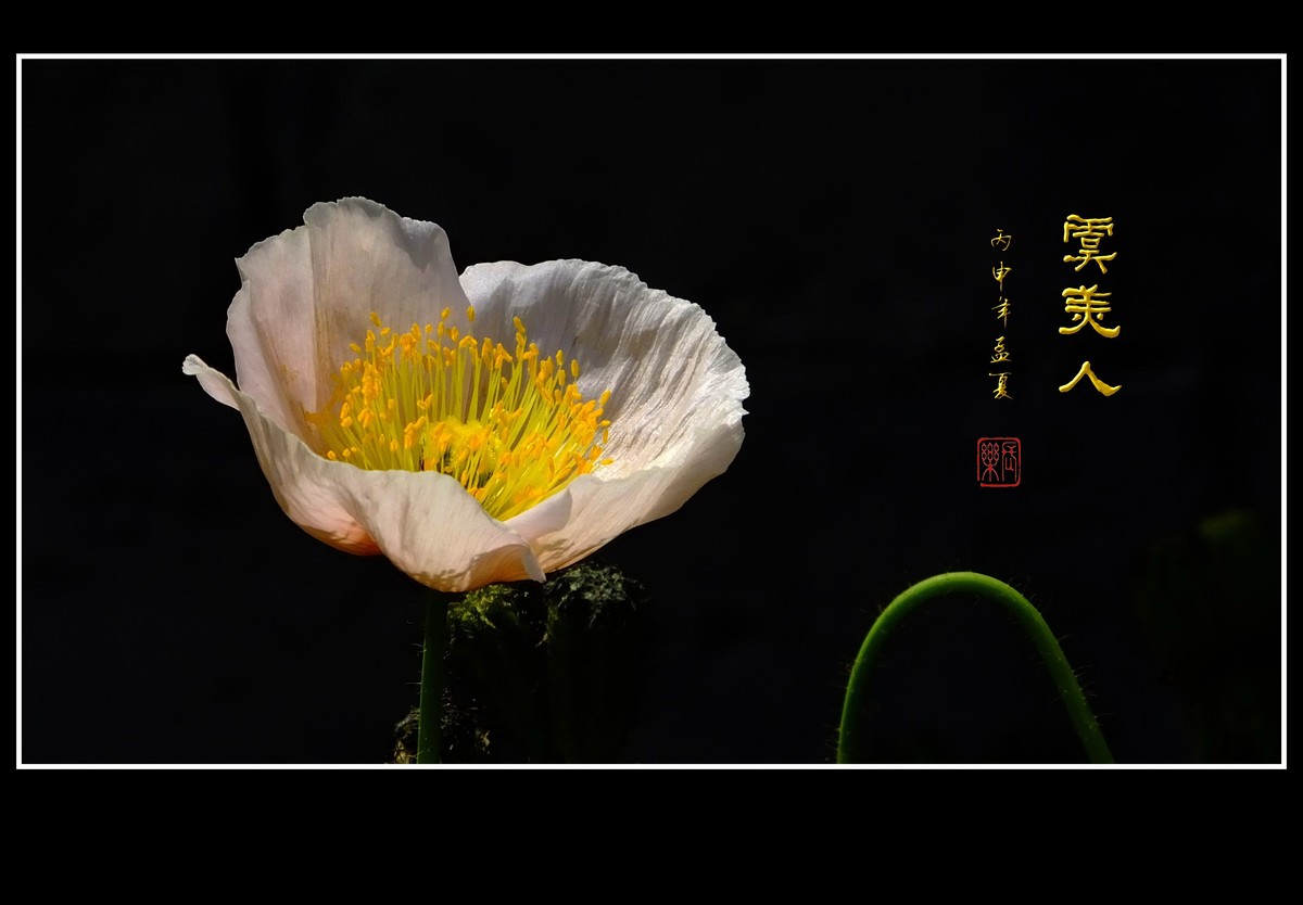 婀娜娇媚的虞美人