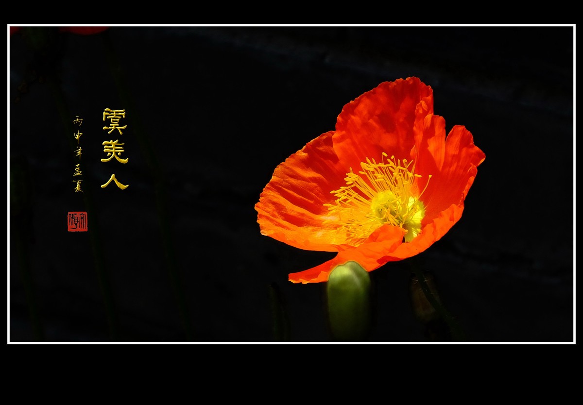 婀娜娇媚的虞美人