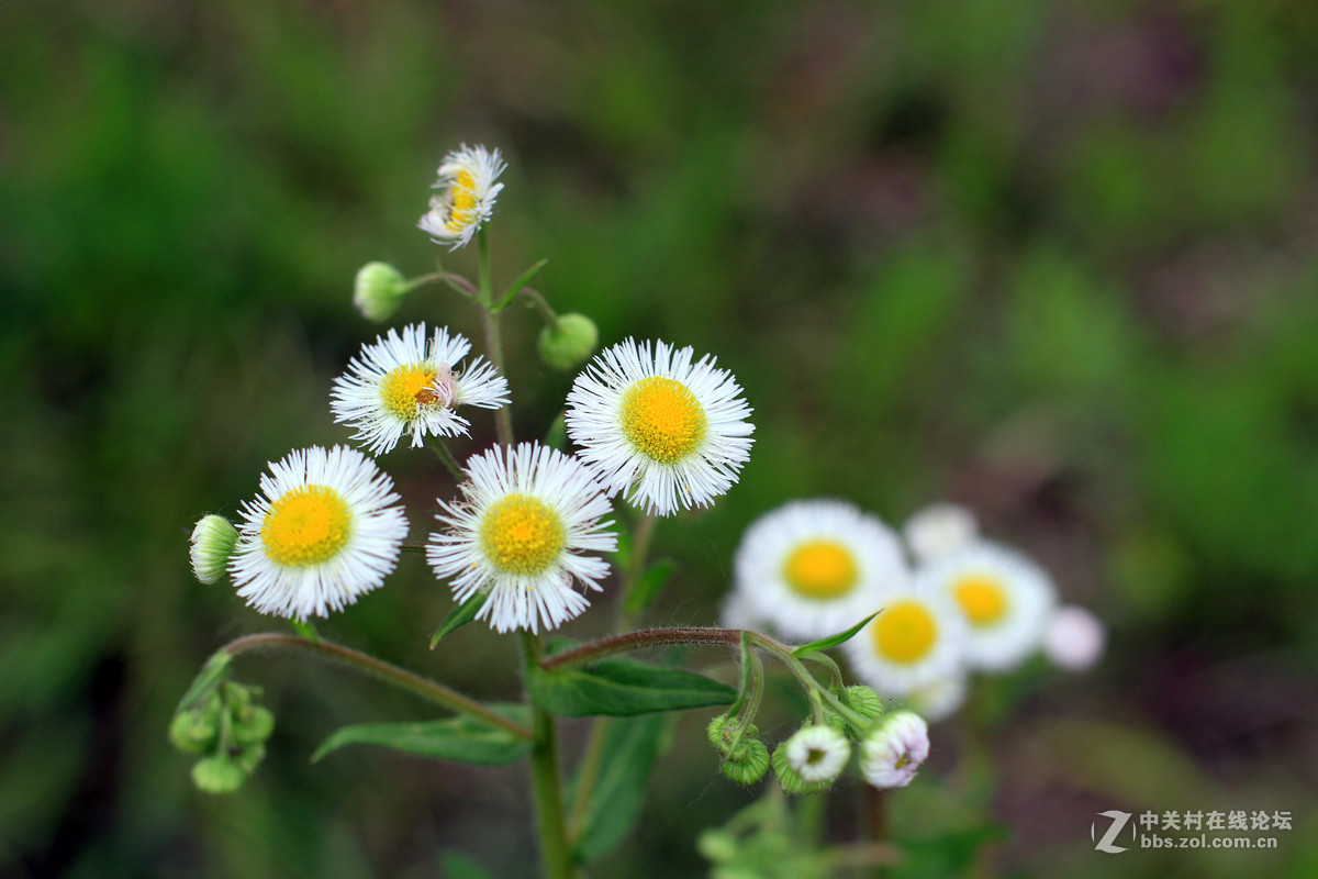 一组春天里的小花2
