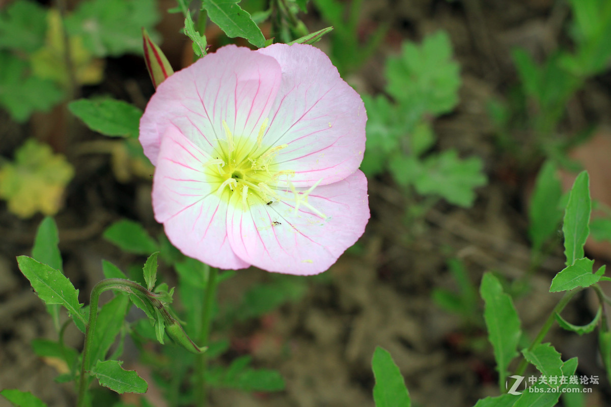 一组春天里的小花2
