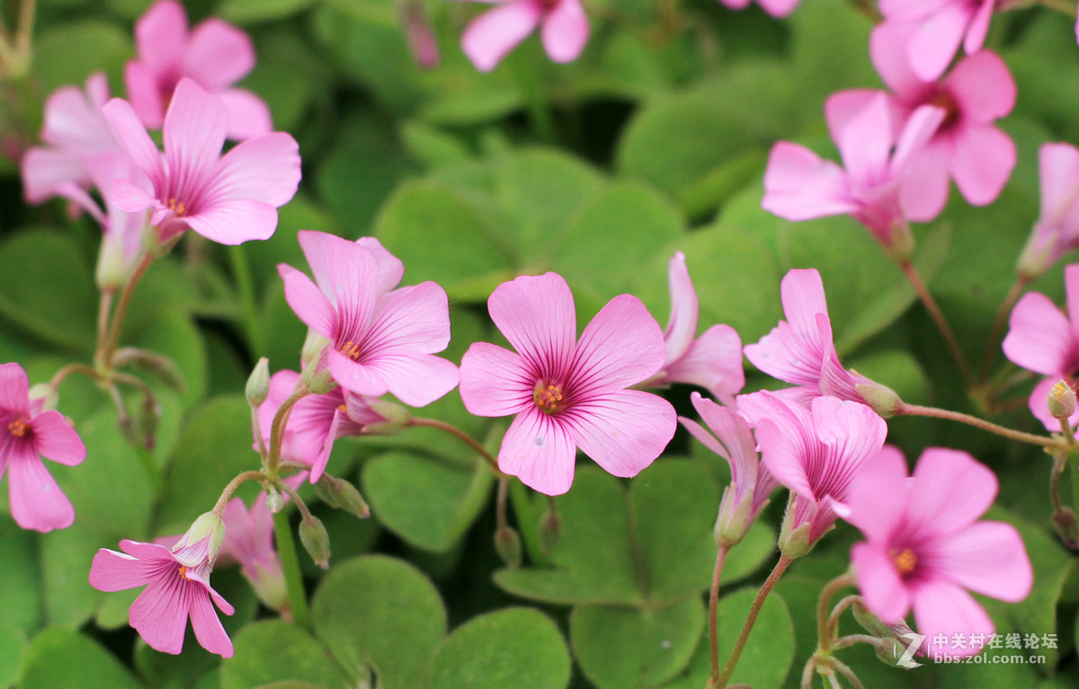 一组春天里的小花2