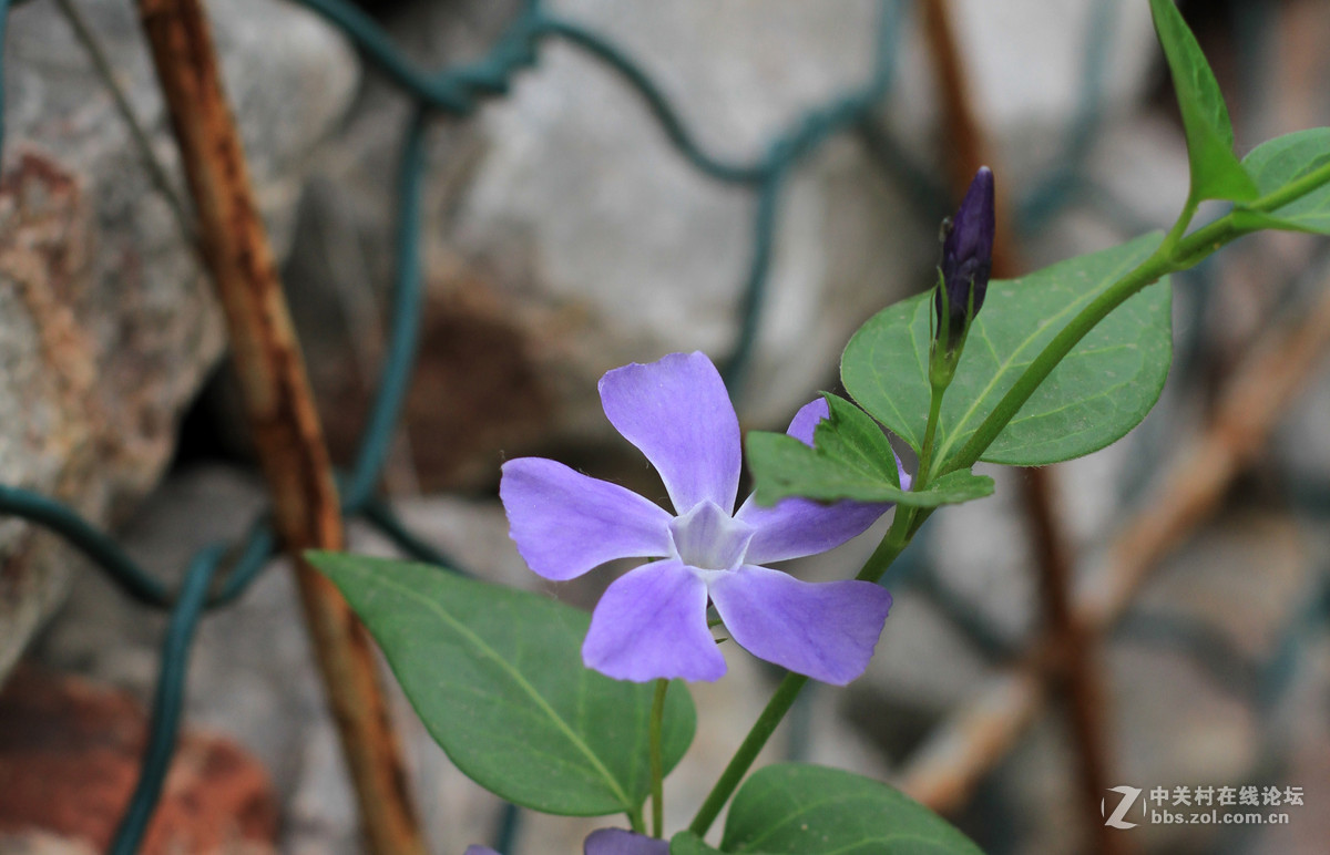 一组春天里的小花2