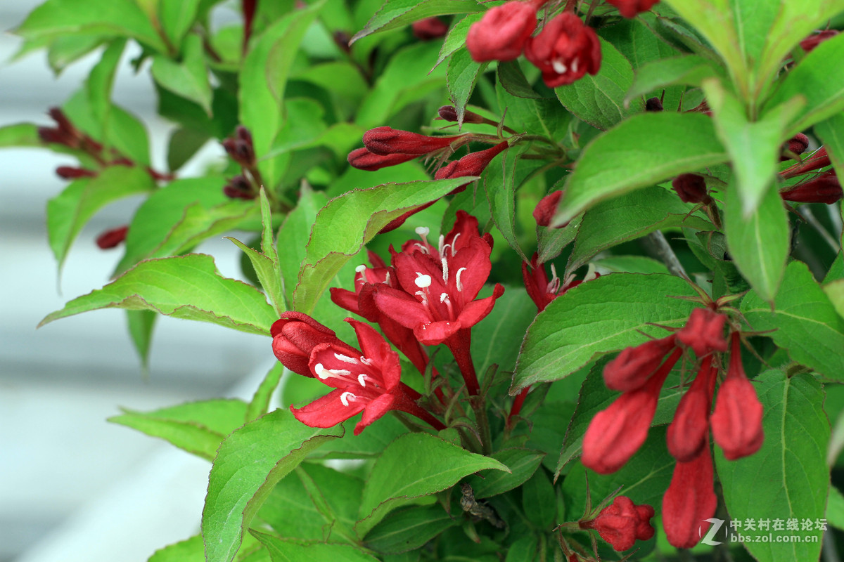 一组春天里的小花2