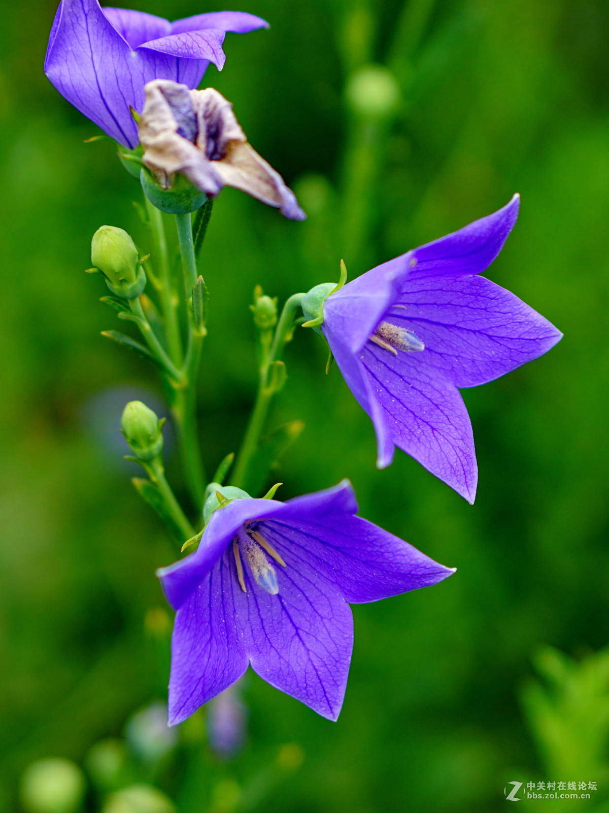 紫色梦幻桔梗花