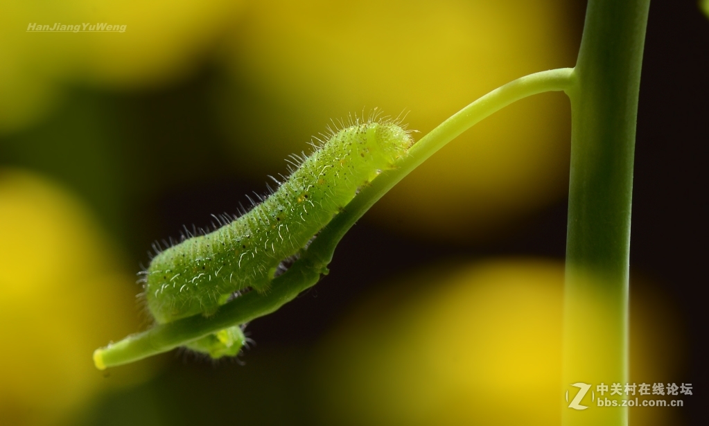 菜粉蝶幼虫