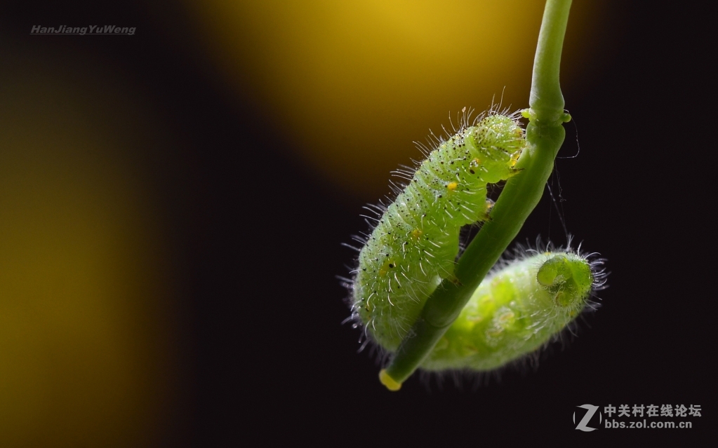 菜粉蝶幼虫