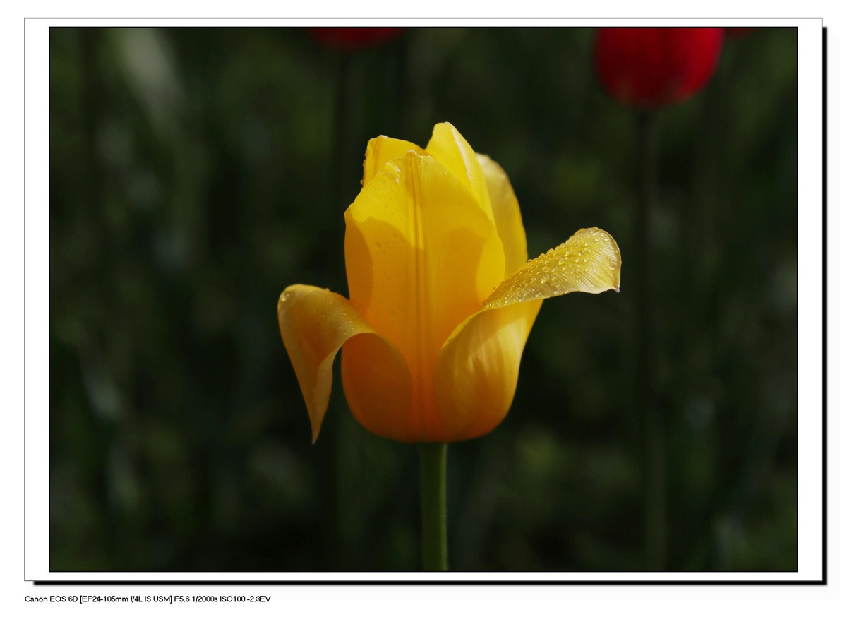 长春公园观赏郁金香