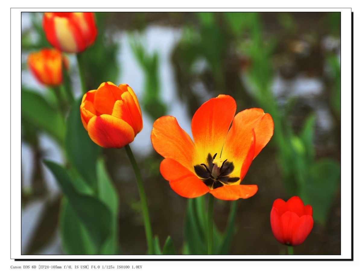 长春公园观赏郁金香