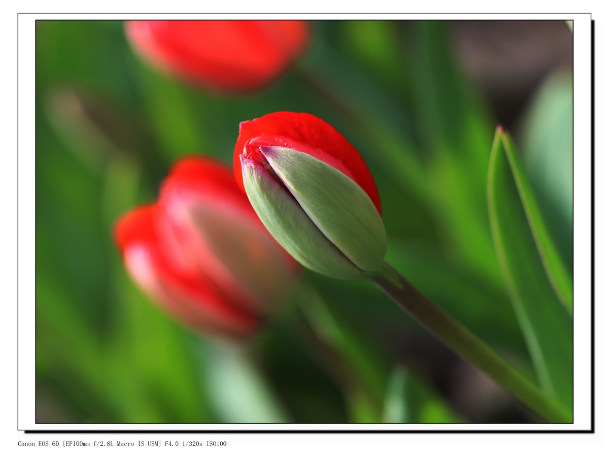 长春公园观赏郁金香