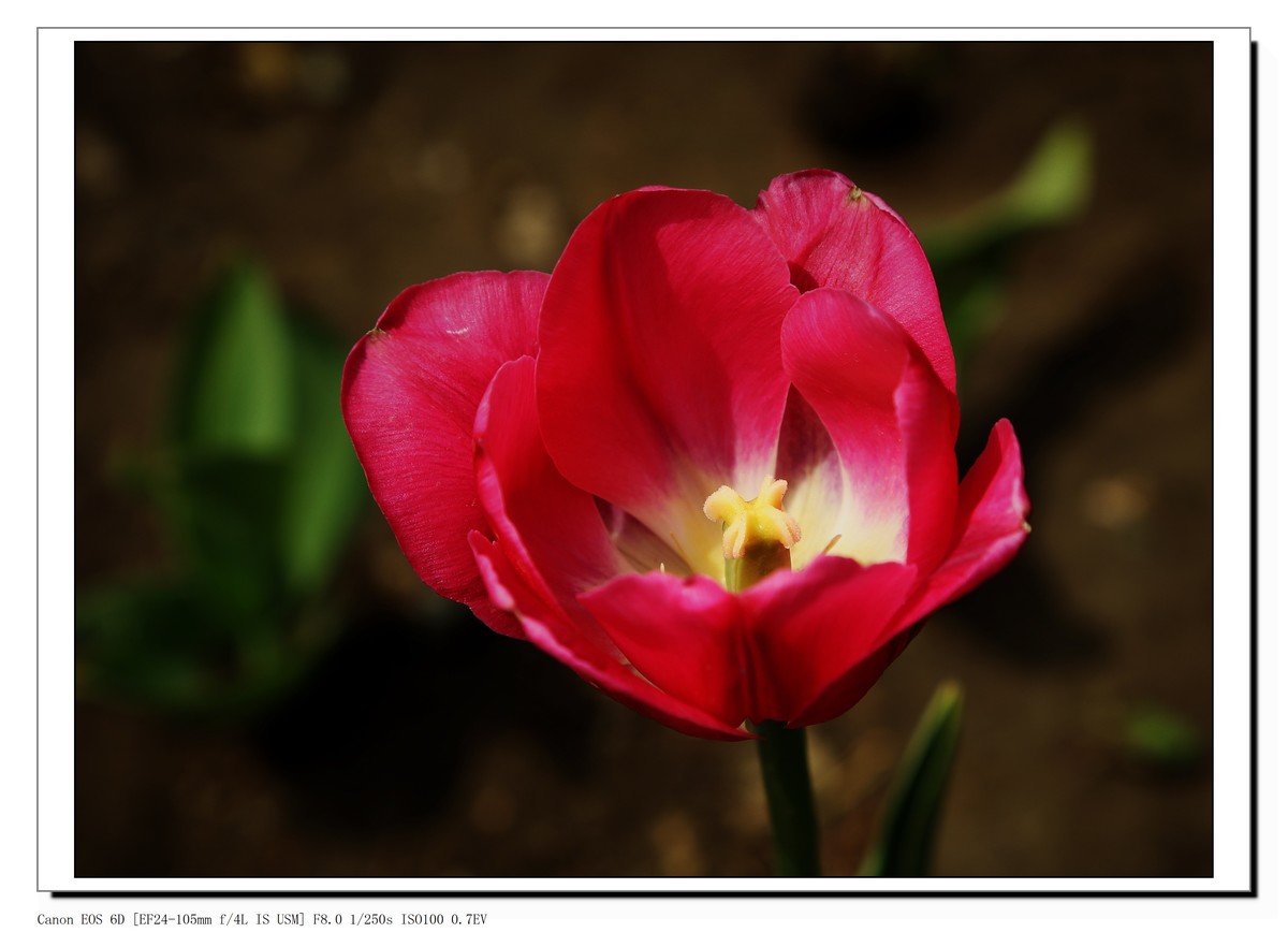 长春公园观赏郁金香