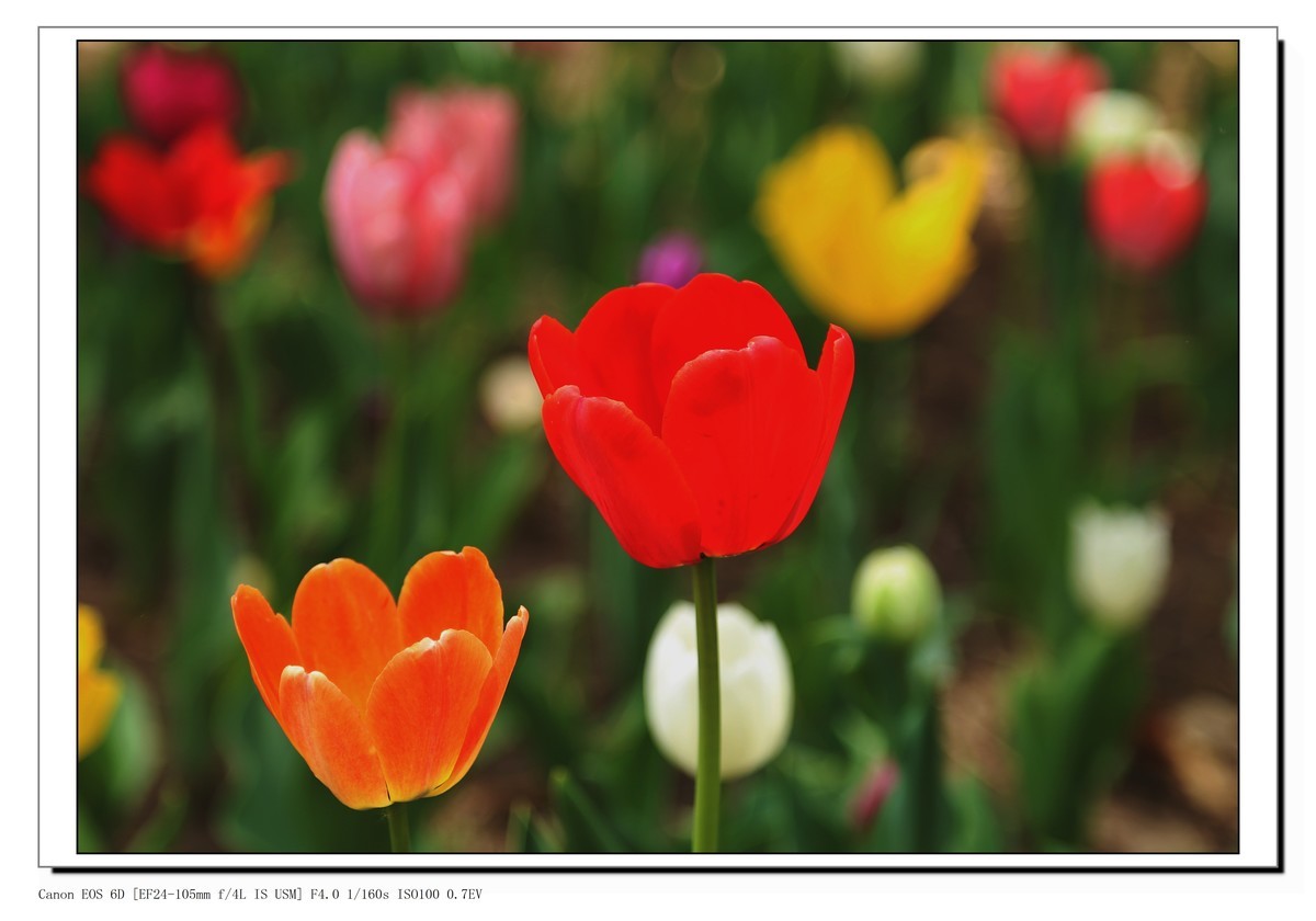 长春公园观赏郁金香