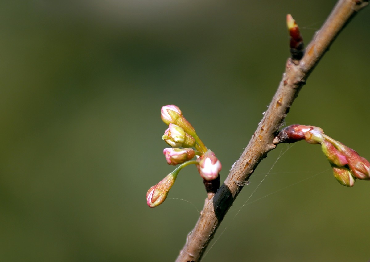 樱花花蕾