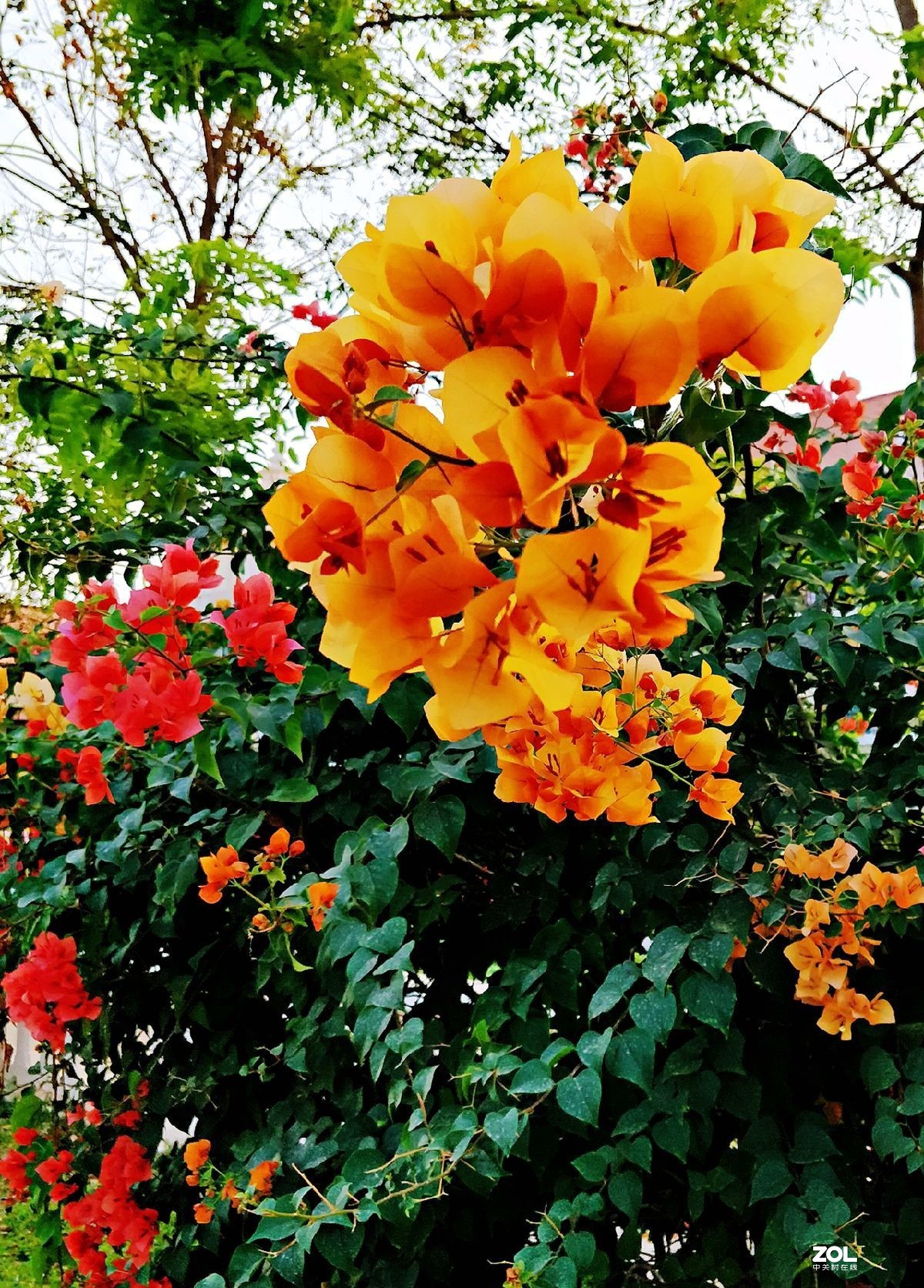 手机：柬普寨游拍（六）