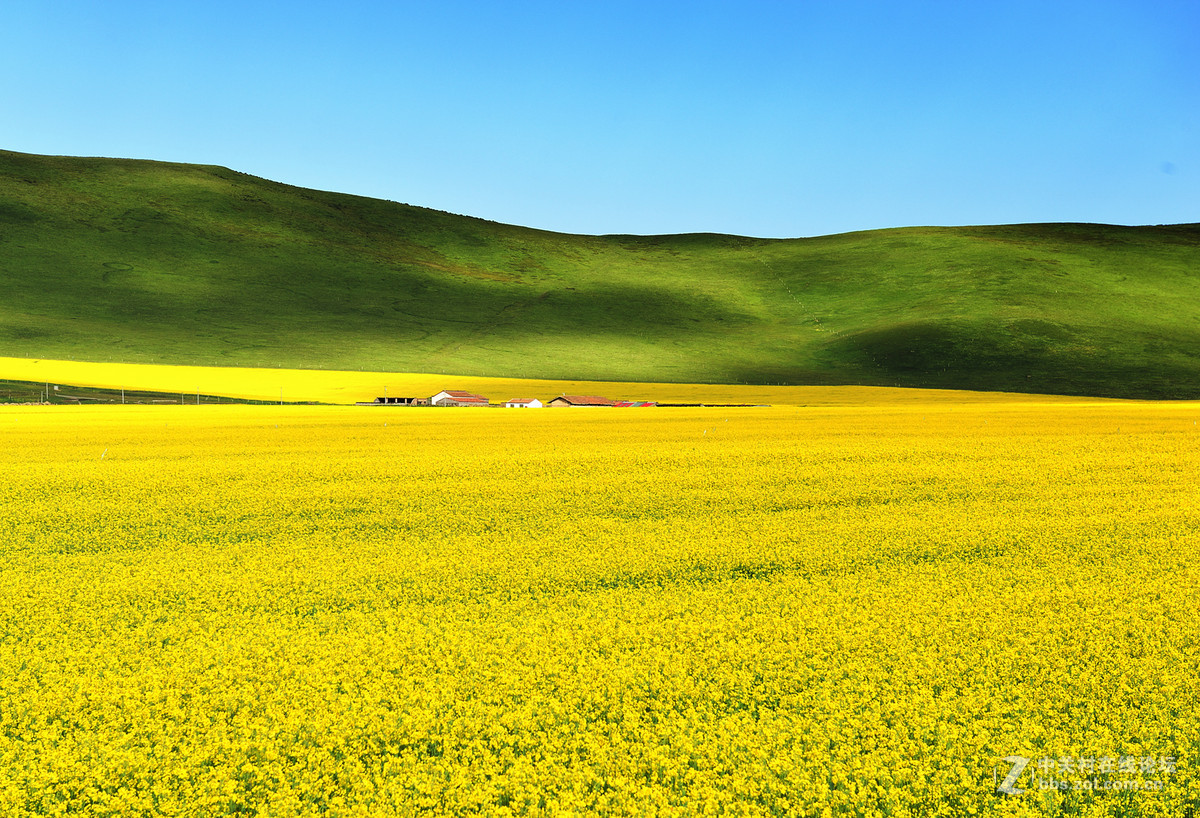 青海祁连山下盛开的油菜花