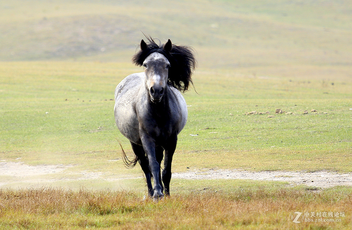 坝上行之十七菊花青奋蹄大草原