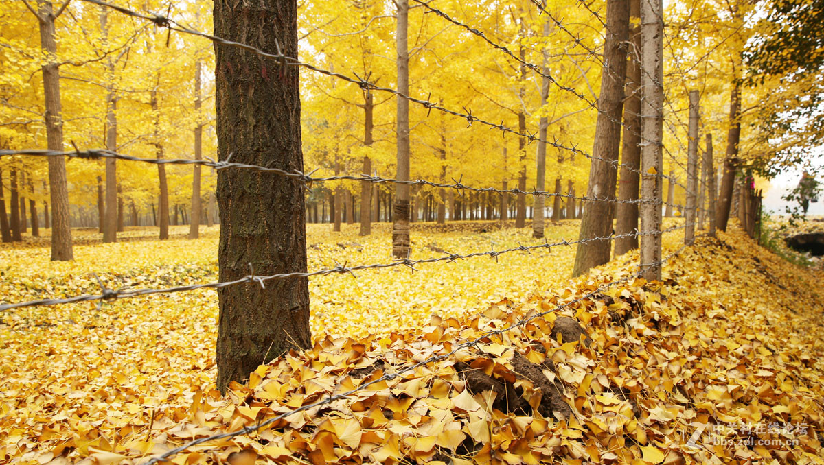 刚入的佳能EF 24-70mm f/2.8L II USM镜头