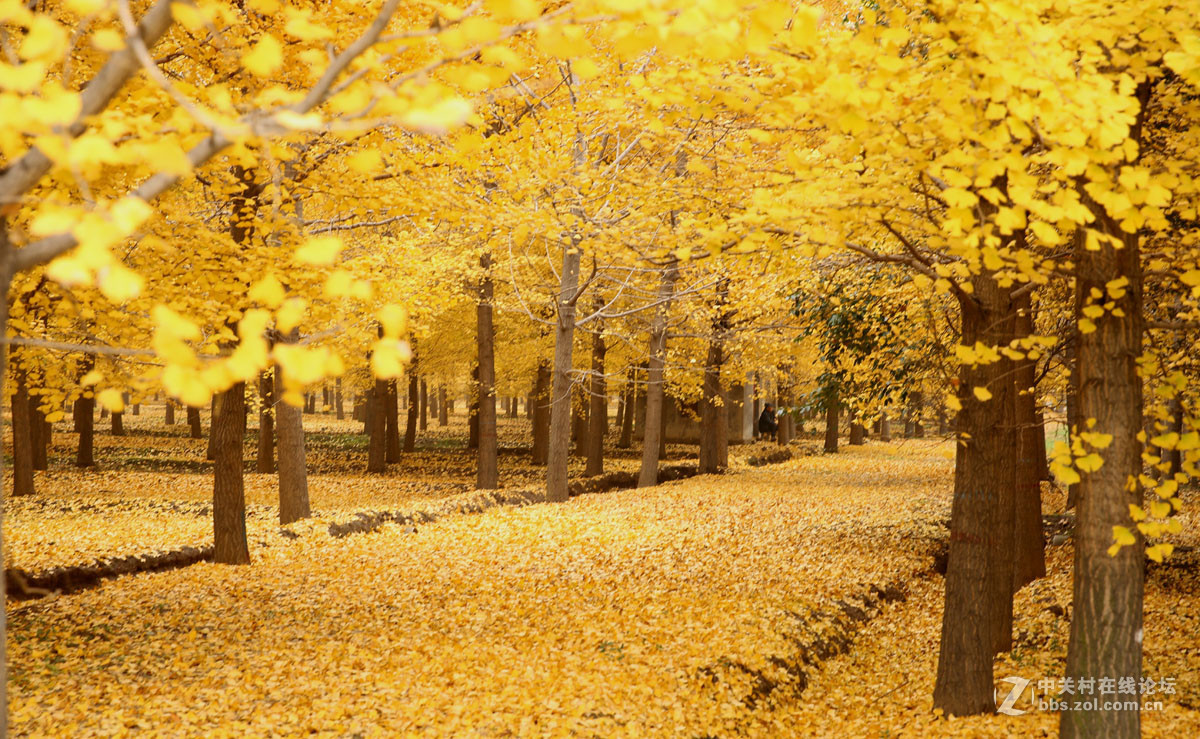 刚入的佳能EF 24-70mm f/2.8L II USM镜头