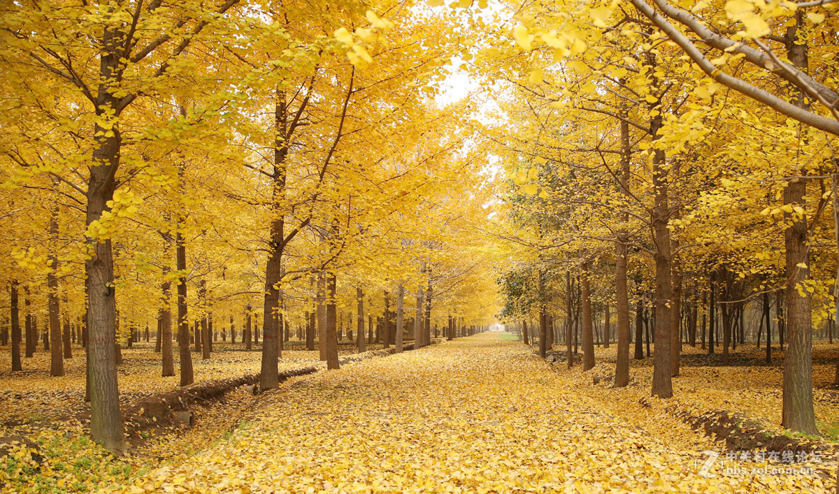 刚入的佳能EF 24-70mm f/2.8L II USM镜头