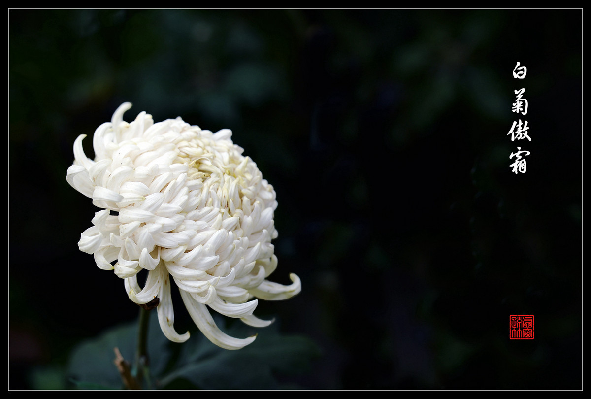 白菊傲霜