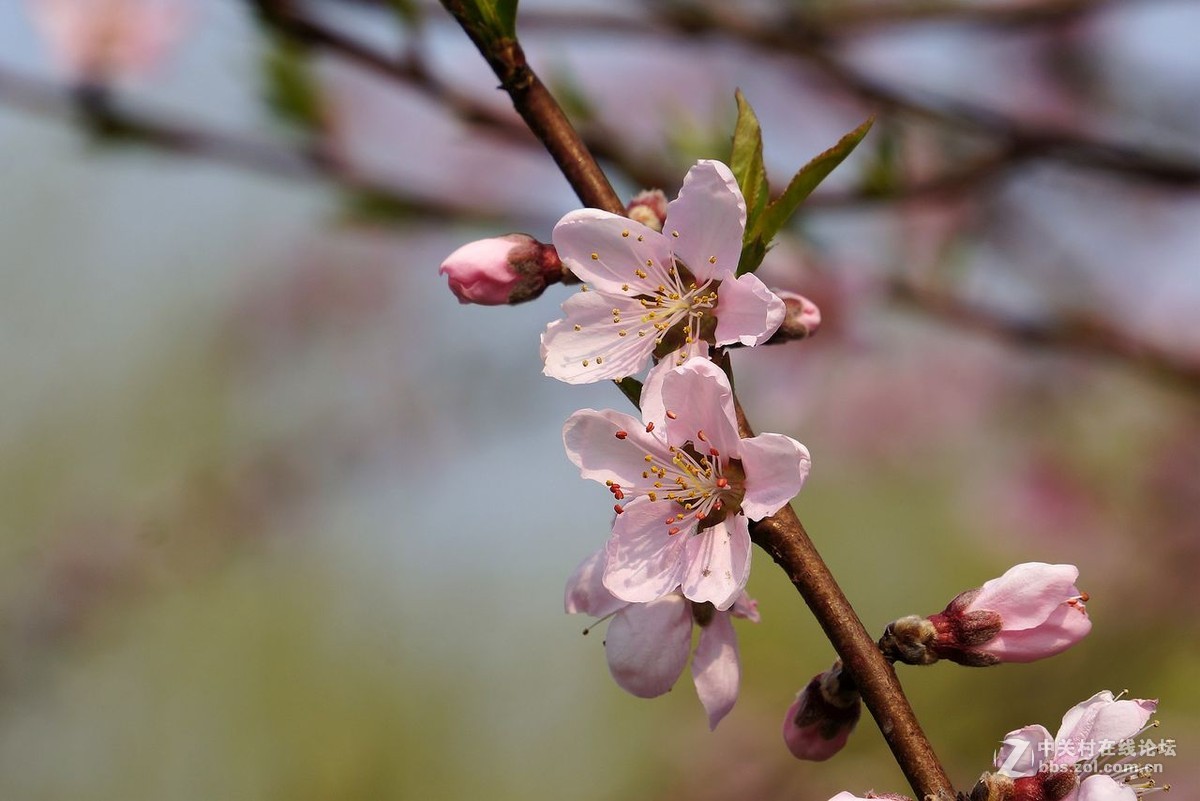 窗外桃花三两枝