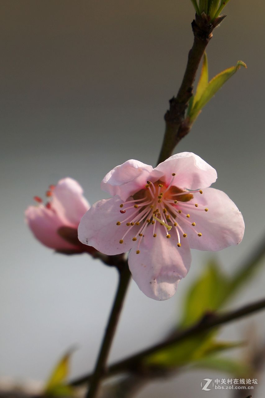 窗外桃花三两枝
