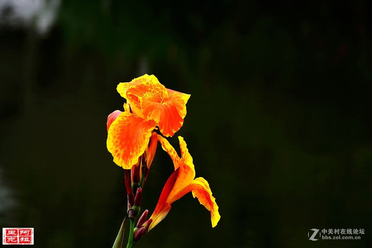 花卉[十二]美人蕉